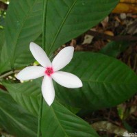 Kopsia fruticosa (Roxb.) A.DC.